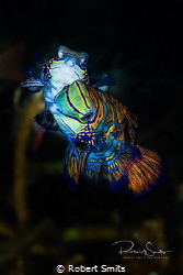 Did you know that Mandarin fish only reproduce around sun... by Robert Smits 